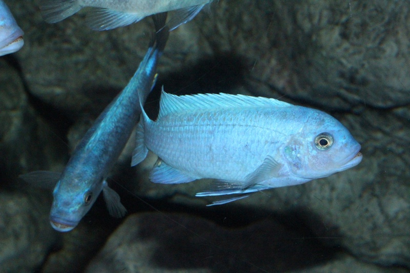 Maylandia callainos 'Chitande Island'